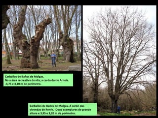 Carballos de Baños de Molgas.
Na a área recreativa da vila, a carón do río Arnoia.
-4,75 e 4,10 m de perímetro.
Carballos de Baños de Molgas. A carón das
vivendas de Renfe. -Dous exemplares de grande
altura e 3,95 e 3,20 m de perímetro.
 