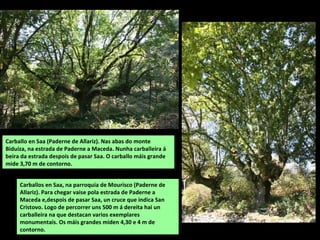 Carballo en Saa (Paderne de Allariz). Nas abas do monte
Biduíza, na estrada de Paderne a Maceda. Nunha carballeira á
beira da estrada despois de pasar Saa. O carballo máis grande
mide 3,70 m de contorno.
Carballos en Saa, na parroquia de Mourisco (Paderne de
Allariz). Para chegar vaise pola estrada de Paderne a
Maceda e,despois de pasar Saa, un cruce que indica San
Cristovo. Logo de percorrer uns 500 m á dereita hai un
carballeira na que destacan varios exemplares
monumentais. Os máis grandes miden 4,30 e 4 m de
contorno.
 