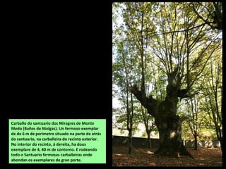 Carballo do santuario dos Miragres de Monte
Medo (Baños de Molgas). Un fermoso exemplar
de de 6 m de perímetro situado na parte de atrás
do santuario, na carballeira do recinto exterior.
No interior do recinto, á dereita, ha dous
exemplare de 4, 40 m de contorno. E rodeando
todo o Santuario fermosas carballeiras onde
abondan os exemplares de gran porte.
 