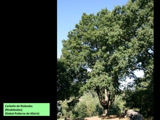 Carballo de Riobodas
(Riodebodas)
(Siabal-Paderne de Allariz)
 