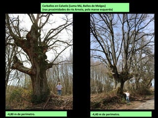 Carballos en Calvelo (Lama Má, Baños de Molgas)
(nas proximidades do río Arnoia, pola marxe esquerda)
-4,40 m de perímetro.-4,80 m de perímetro.
 
