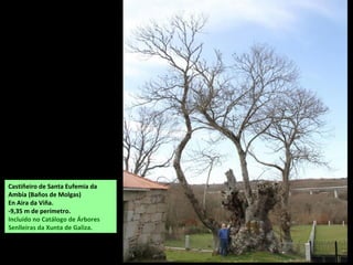 Castiñeiro de Santa Eufemia da
Ambía (Baños de Molgas)
En Aira da Viña.
-9,35 m de perímetro.
Incluído no Catálogo de Árbores
Senlleiras da Xunta de Galiza.
 