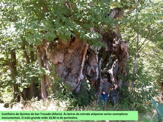 Castiñeiro de Quintas de San Trocado (Allariz). Ás beiras da estrada atópanse varios exemplares
monumentais. O máis grande mide 10,40 m de perímetro.
 
