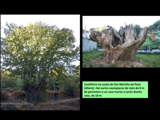 Castiñeiro no souto de San Martiño de Pazó
(Allariz). Hai varios exemplares de máis de 8 m
de perímetro e un case morto a carón dunha
casa, de 10 m.
 