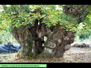 Castiñeiro no souto de San Martiño de Pazó (Allariz).
 