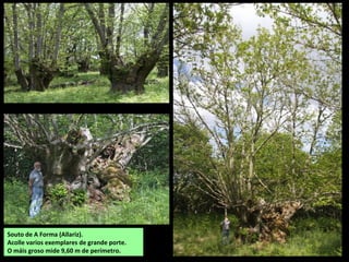 Souto de A Forma (Allariz).
Acolle varios exemplares de grande porte.
O máis groso mide 9,60 m de perímetro.
 