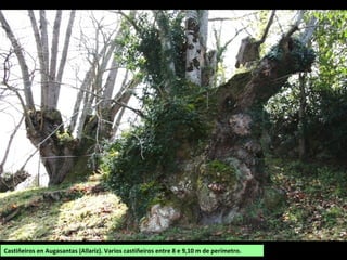 Castiñeiros en Augasantas (Allariz). Varios castiñeiros entre 8 e 9,10 m de perímetro.
 