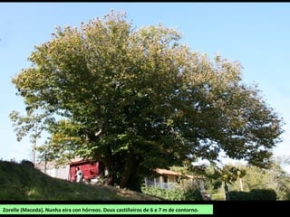 Zorelle (Maceda), Nunha eira con hórreos. Dous castiñeiros de 6 e 7 m de contorno.
 