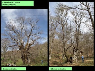 Castiñeiros de Curuxas
(Asadur, Maceda)
-6 m de perímetro. -8,3 m de perímetro.
 