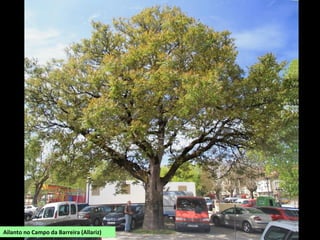 Ailanto no Campo da Barreira (Allariz)
 