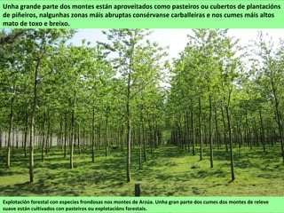 Explotación forestal con especies frondosas nos montes de Arzúa. Unha gran parte dos cumes dos montes de releve
suave están cultivados con pasteiros ou explotacións forestais.
Unha grande parte dos montes están aproveitados como pasteiros ou cubertos de plantacións
de piñeiros, nalgunhas zonas máis abruptas consérvanse carballeiras e nos cumes máis altos
mato de toxo e breixo.
 