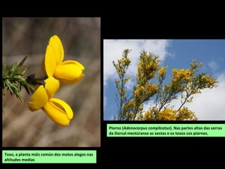 Toxo, a planta máis común dos matos alegos nas
altitudes medias
Piorno (Adenocarpus complicatus). Nas partes altas das serras
da Dorsal mestúranse as xestas e os toxos cos piornos.
 