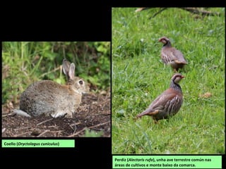 Perdiz (Alectoris rufa), unha ave terrestre común nas
áreas de cultivos e monte baixo da comarca.
Coello (Oryctolagus cuniculus)
 