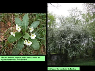 Cáncaro (Primula vulgaris), unha planta común nos
lugares sombrizos á beira dos ríos.
Estripo en flor na ribeira do Tambre
 
