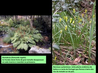 Dentabrúa (Osmunda regalis).
As frondes deste fento de gran tamaño desaparecen
en cada inverno e rexorden na primavera.
Narcissus cyclamineus. Unha planta endémica de
Galiza e o norte de Portugal que florece á beira dos
ríos da metade sur do país.
 