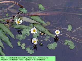 A ouca ou herba da prata (Ranunculus peltatus) é unha planta que vive
mergullada e enche de cor branca a superficie do río cando florece
 