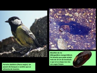Mexillón de río
(Margatifera margaritifera).
Un bivalvo que pode acadar
máis de 10 cm de lonxitude
e que só se atopa nos ríos
con augas limpasFerreiro abelleiro (Parus major). Un
paxaro de bosques e xardíns que se
alimenta de insectos.
 