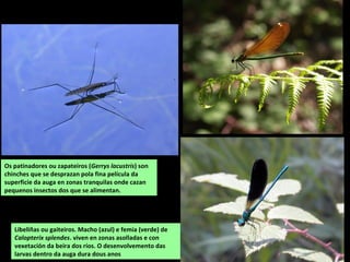 Libeliñas ou gaiteiros. Macho (azul) e femia (verde) de
Calopterix splendes. viven en zonas asolladas e con
vexetación da beira dos ríos. O desenvolvemento das
larvas dentro da auga dura dous anos
Os patinadores ou zapateiros (Gerrys lacustris) son
chinches que se desprazan pola fina película da
superficie da auga en zonas tranquilas onde cazan
pequenos insectos dos que se alimentan.
 