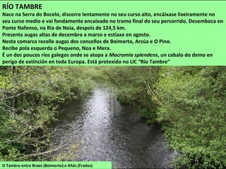 O Tambre entre Braes (Boimorto) e Añás (Frades)
RÍO TAMBRE
Nace na Serra do Bocelo, discorre lentamente no seu curso alto, encáixase lixeiramente no
seu curso medio e vai fondamente encaixado no tramo final do seu percorrido. Desemboca en
Ponte Nafonso, na Ría de Noia, despois de 124,5 km.
Presenta augas altas de decembro a marzo e estiaxe en agosto.
Nesta comarca recolle augas dos concellos de Boimorto, Arzúa e O Pino.
Recibe pola esquerda o Pequeno, Noa e Mera.
É un dos poucos ríos galegos onde se atopa a Macromia splendens, un cabalo do demo en
perigo de extinción en toda Europa. Está protexido no LIC “Río Tambre”
 