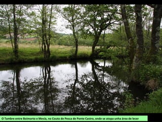 O Tambre entre Boimorto e Mesía, no Couto de Pesca de Ponte Castro, onde se atopa unha área de lecer
 