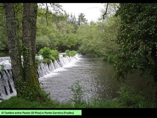 O Tambre entre Pastor (O Pino) e Ponte Carreira (Frades)
 