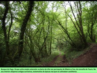 Bosque do Pego. Ocupa unha ampla extensión na beira do Ulla nas parroquias de Ribeira e Fao, do concello de Touro. No
seu interior atópanse antigas ouriceiras, testemuñas de épocas nas que se cultivaban castiñeiros.
 