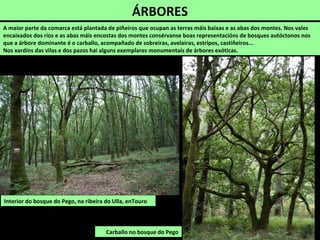 ÁRBORES
Interior do bosque do Pego, na ribeira do Ulla, enTouro
A maior parte da comarca está plantada de piñeiros que ocupan as terras máis baixas e as abas dos montes. Nos vales
encaixados dos ríos e as abas máis encostas dos montes consérvanse boas representacións de bosques autóctonos nos
que a árbore dominante é o carballo, acompañado de sobreiras, avelairas, estripos, castiñeiros...
Nos xardíns das vilas e dos pazos hai alguns exemplares monumentais de árbores exóticas.
Carballo no bosque do Pego
 