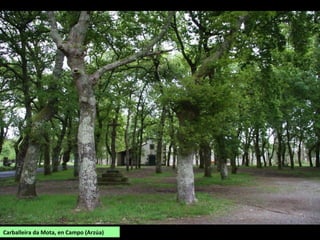 Carballeira da Mota, en Campo (Arzúa)
 