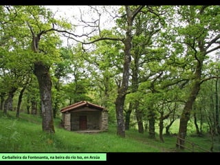 Carballeira da Fontesanta, na beira do río Iso, en Arzúa
 