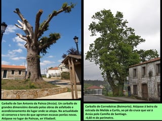 Carballo de Corredoiras (Boimorto). Atópase á beira da
estrada de Melide a Curtis, ao pé do cruce que vai á
Arzúa polo Camiño de Santiago.
-4,60 m de perímetro.
Carballo de San Antonio da Paínza (Arzúa). Un carballo de
grandes dimensións danado polas obras de asfaltado e
acondicionamento do lugar onde se atopa. Na actualidade
só conserva o toro do que agroman escasas ponlas novas.
Atópase no lugar de Paínzas, en Viladavil.
 