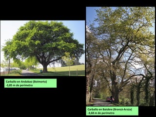 Carballo en Andabao (Boimorto)
-3,85 m de perímetro
Carballo en Baiobre (Branzá-Arzúa)
-3,68 m de perímetro
 