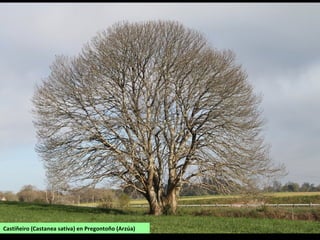 Castiñeiro (Castanea sativa) en Pregontoño (Arzúa)
 