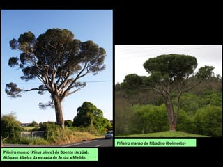 Piñeiro manso de Ribadiso (Boimorto)
Piñeiro manso (Pinus pinea) de Boente (Arzúa).
Atópase á beira da estrada de Arzúa a Melide.
 