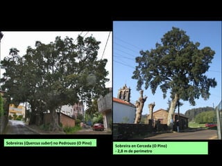 Sobreiras (Quercus suber) no Pedrouzo (O Pino)
Sobreira en Cerceda (O Pino)
- 2,8 m de perímetro
 