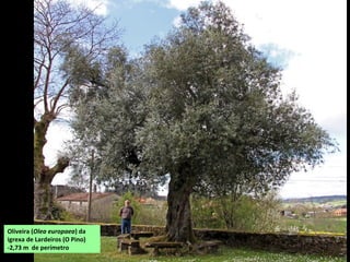 Oliveira (Olea europaea) da
igrexa de Lardeiros (O Pino)
-2,73 m de perímetro
 
