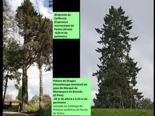 Piñeiro de Oregón
(Pseudotsuga menziesii) do
pazo do Marqué de
Montesacro en Bermás
(O Pino).
-34 m de altura e 5,53 m de
perímetro
Incluído no Catálogo de
Árbores senlleiras de Xunta
de Galiza
Alcipreste de
California
(Cupressus
macrocarpa) da
Paínza (Arzúa)
-4,03 m de
perímetro
 