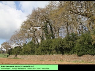 Buxos da Casa de Botana na Paínza (Arzúa).
Incluídos no Catálogo de Árbores senlleiras de Xunta de Galiza
 