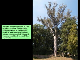 Eucaliptos (Eucalyptus globulus) da Casa
de Botana na Paínza (Viladavil-Arzúa).
Atópanse no xardín do pazo ao pé da
estrada de Arzúa a Boimorto. Hai dous
exemplares monumentais. O máis grande
(na imaxe) mide 50 m de altura e 7,73 m
de perímetro.
 