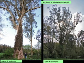-8,82 m de perímetro
Eucaliptos en Baiobre (Branzá, Arzúa)
-7,2 m de perímetro
 