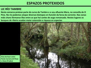 ESPAZOS PROTEXIDOS
Área de lecer entre
Ponte Carreira (O Pino)
e Aiazo (Frades)
LIC RÍO TAMBRE
Nesta comarca protexe parte do curso do Tambre e o seu afluente Mera, no concello de O
Pino. No río podemos atopar diversos biotopos en función da forza da corrente. Nas zonas
máis chans fórmanse illas entre as que hai canles de auga remansada. Nestes lugares os
bosques de ribeira acadan maior extensión e riqueza en especies
 