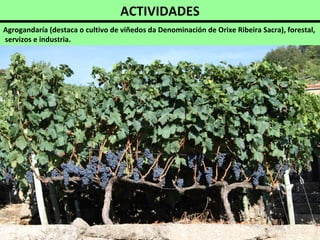 ACTIVIDADES
Agrogandaría (destaca o cultivo de viñedos da Denominación de Orixe Ribeira Sacra), forestal,
servizos e industria.
 