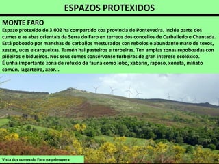 ESPAZOS PROTEXIDOS
Vista dos cumes do Faro na primavera
MONTE FARO
Espazo protexido de 3.002 ha compartido coa provincia de Pontevedra. Inclúe parte dos
cumes e as abas orientais da Serra do Faro en terreos dos concellos de Carballedo e Chantada.
Está poboado por manchas de carballos mesturados con rebolos e abundante mato de toxos,
xestas, uces e carqueixas. Tamén hai pasteiros e turbeiras. Ten amplas zonas repoboadas con
piñeiros e bidueiros. Nos seus cumes consérvanse turbeiras de gran interese ecolóxico.
É unha importante zona de refuxio de fauna como lobo, xabarín, raposo, xeneta, miñato
común, lagarteiro, azor...
 