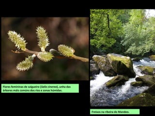 Serra da Loba
desde o monte da
Feixa.
Gran parte das
abas e cumes da
serra da Loba son
aproveirados para
pasteiros.
 