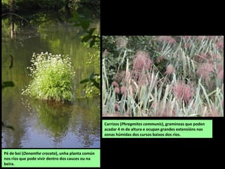 Vista da vertente oeste do Cordal de Montouto.
CORDAL DE MONTOUTO
Serra de relevos aplanados con orientación norte-sur, que se estende a continuación da serra
da Loba e fai de divisoria entre A Coruña (Aranga) e Lugo (Gutiriz). Na vertente leste nacen
afluentes do Parga e na oeste afluentes do Mandeo. O punto máis alto é Pena da Uce, con
734 m. Nos vales do Barranco da Loba e rego da Palanca (afluentes do Cambás, que á súa vez
vai ao Mandeo) consérvanse fragas autóctonas de bastante extensión.
Accedese desde Cambás (Aranga).
 