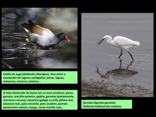 Fraga do Barranco da Loba,
na ladeira oeste do Cordal
de Montouto.
Interior da fraga das Barbudas, ao pé dunha das
fervenzas do rego da Palanca. Cultivos e sebes nas abas do Montouto.
 