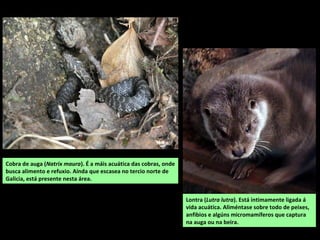 Vista xeral da serra.
SERRA DA COVA DA SERPE
Esténdese con dirección N-S facendo linde entre as provincias de Lugo (Guitiriz e Friol) e A
Coruña (Curtis e Sobrado). Está formada por granitos de dúas micas, gneis “ollo de sapo”,
xistos, cuarcitas e granitos intrusivos. Ten un aspecto masivo e suave cunha maior inclinación
cara ao leste. O monte máis alto nesta comarca é a Pena do Ombral, con 644 m.
Na vertente leste nacen afluentes do Parga e na oeste do Mandeo.
Accedese desde Teixeiro.
 