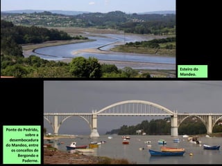 Pé de boi (Oenanthe crocata), unha planta común
nos ríos que pode vivir dentro dos cauces ou na
beira.
Carrizos (Phragmites communis), gramíneas que poden
acadar 4 m de altura e ocupan grandes extensións nas
zonas húmidas dos cursos baixos dos ríos.
 