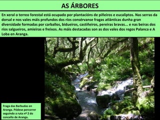 FERVENZA DA REXEDOIRA
Na parroquia de Filgueira de Barranca (Oza-
Cesuras). O río Mendo ten un tramo con rápidos
e varias fervenzas en xistos e lousas. A máis
grande mide arredor de 8 m de altura encaixada
entra rochas.
RÍO MENDO
É o principal afluente do Mandeo. Nace en Foxado (Curtis), entre o coto da Carriceira e o monte da Graña,
e percorre terreos de Cesuras, Oza-Cesura (fai límite con Coirós) e Betanzos onde se xunta co Mandeo,
pouco antes da desembocadura. Ten como afluentes pola dereita o Carnes, Miñatos e Torarou; e pola
esquerda o Piñeiredo e Velín.
 