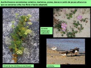 Acolle diversos ecosistemas: esteiros, marismas, praias, dunas e cantís de pouca altura nos
que se conserva unha rica flora e fauna adaptada.
Pirixel do mar (Crithmum maritimum) Limícolas.
Correola
(Calystegia
soldanella)
 