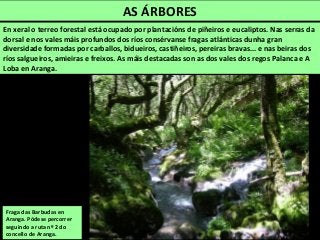 AS ÁRBORES
En xeral o terreo forestal está ocupado por plantacións de piñeiros e eucaliptos. Nas serras da
dorsal e nos vales máis profundos dos ríos consérvanse fragas atlánticas dunha gran
diversidade formadas por carballos, bidueiros, castiñeiros, pereiras bravas... e nas beiras dos
ríos salgueiros, amieiras e freixos. As máis destacadas son as dos vales dos regos Palanca e A
Loba en Aranga.
Fraga das Barbudas en
Aranga. Pódese percorrer
seguindo a ruta nº 2 do
concello de Aranga.
 